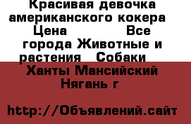 Красивая девочка американского кокера › Цена ­ 35 000 - Все города Животные и растения » Собаки   . Ханты-Мансийский,Нягань г.
